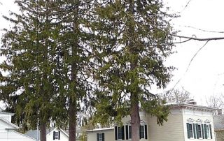 Tall pine trees by houses
