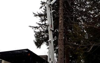 Man cutting down tall pine tree